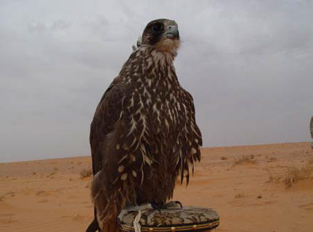 ��� ����