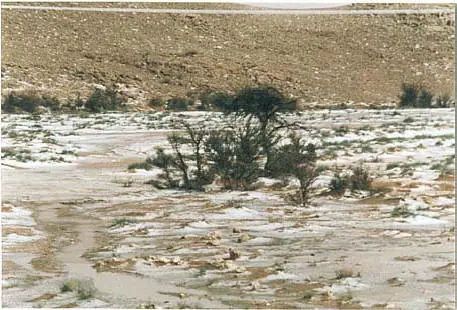 برد أبيض يغطي الوادي حول الأشجار