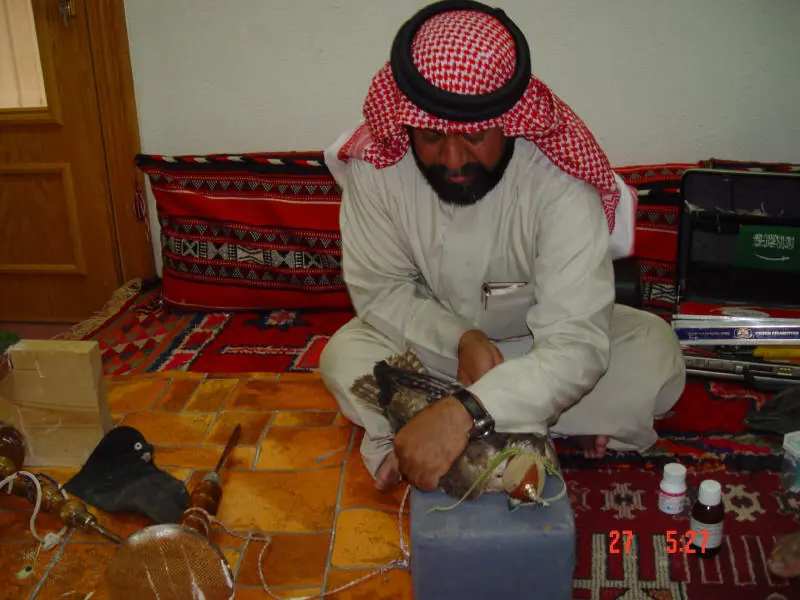 رجل جالس على الأرض يمسك صقراً على وسادة وبجانبه أدوات العلاج