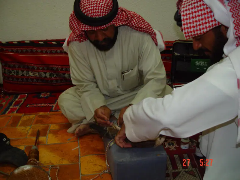 رجلان يمسكان صقراً على وسادة لفحصه