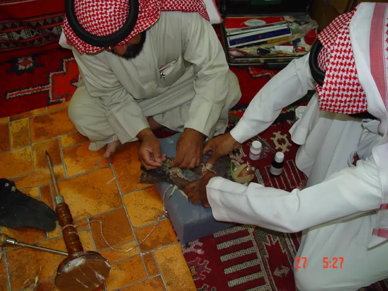 يدان تعتنيان بصقر ممدد على وسادة وحوله قوارير صغيرة