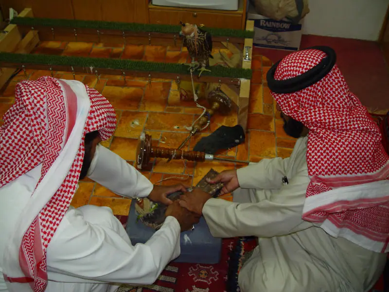 رجلان جالسان في مجلس يعالجان صقراً وخلفهما صقر على وكره