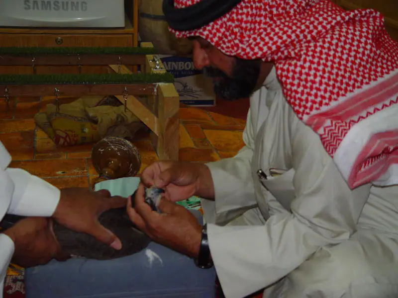رجل ينحني على صقر ممسوك ليفحص رأسه