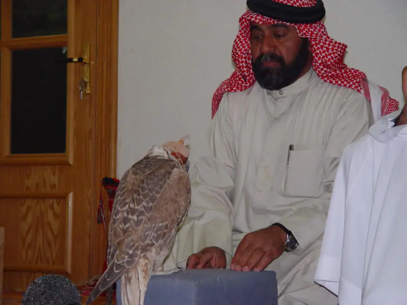 رجل جالس في المجلس وأمامه صقر على وسادة
