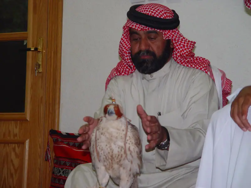 رجل جالس يحمل صقراً فاتح اللون أمامه